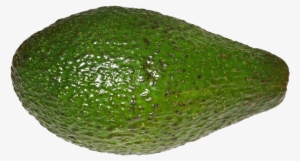 File - Avocado - Cempedak #166941