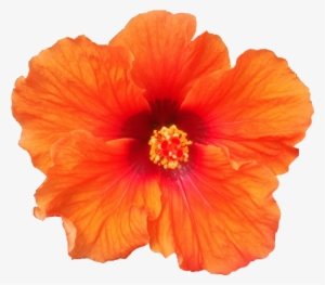 Varieties - Product #167182