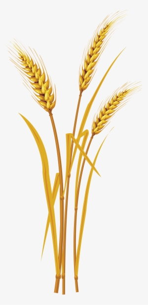 Wheat Png #167423