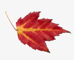 A Quick And Easy Fall Song - Maple Leaf #167471