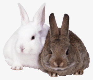 Rabbits Png Image - Rabbits Png #167575