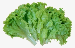 Green Salad Lettuce Png Picture - Lettuce Png #167668
