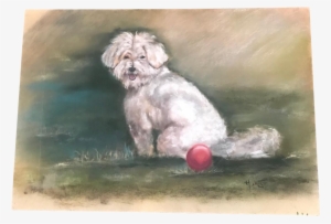 French Maltese Dog Pastel Drawing #167669