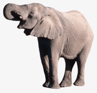 Elephant Png - Elephant .png #168274