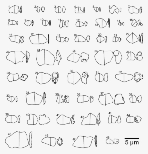 External Shapes Of 48 Dust Particles Investigated In - Particle #168417