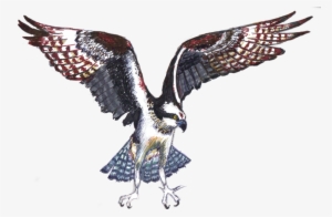 Png Free Library By Little Ampharos On Deviantart Littleampharos - Drawing #168518