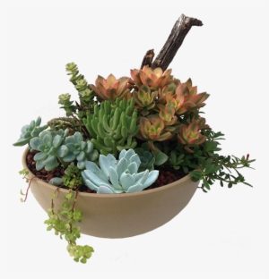 Succulents Png #168719