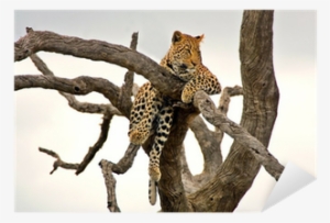 Resting On The Dead Tree Pixerstick For All Surfaces #168910 Resting On The Dead Tree Pixerstick For All Surfaces #168910