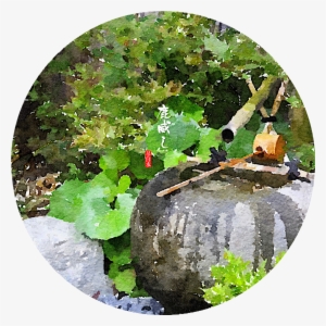 Thank You - Canoe Birch #168983