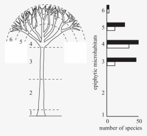 Vertical Distribution Of Orchid Species And Individuals - Diagram #169109