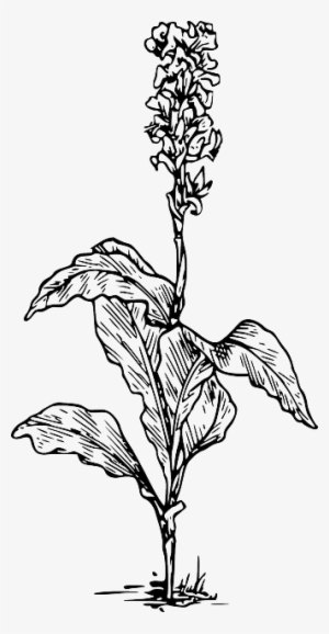Black, Outline, Plants, Flower, White, Flowers, Plant - Canna Indica Flower Drawing #169157