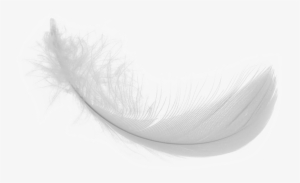 White Feather Png Download Image - White Feather Png #169378