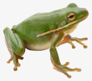 Green Frog Png Image Free - Frog Png #169498