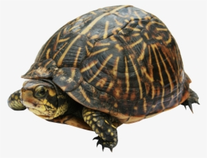 Turtle Png #169623