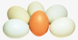 Portable Network Graphics #169710