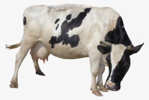 Cow Png Picture - Cows Transparent Background Png #169903
