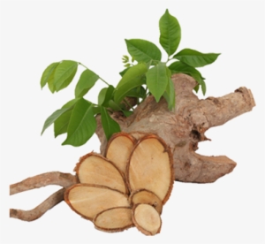 Red Tongkat Ali Png Copy - Tongkat Ali #1600718