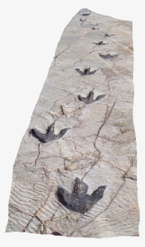 Reproduction Of Dinosaur Footprints In Science Museum - Dinosaur Footprints #1600763