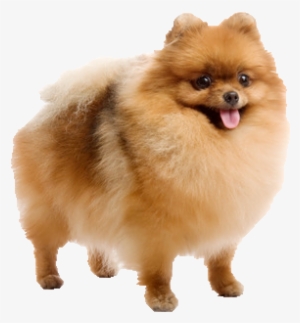 Pomeranian - Pomerania Spitz #1602658