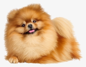 Pomeranian Png #1602858