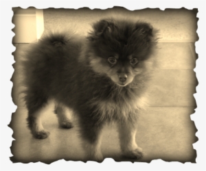 This Adorable Chocolate And Tan Pomeranian Stole My - French Black Copper Maran Eggs #1602947