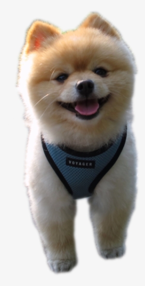 Pomeranian - Dog #1603015