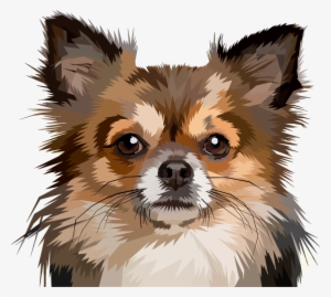 Chihuahua Puppy Pomeranian Pet Papillon Dog - Dog #1603040