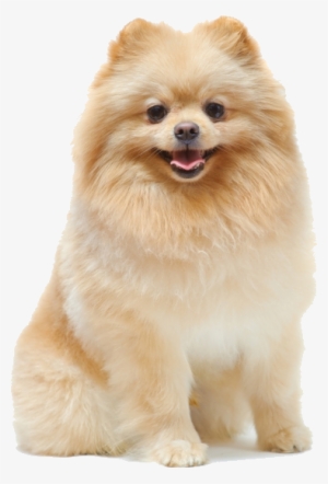 Cute Pomeranian Names #1603120