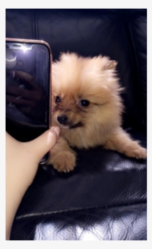 Teacup Pomeranian Puppy 8 Weeks Old - Dog #1603171