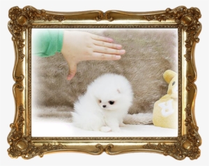 For Sale White Pomeranian - Wheat Free - Gluten Free: Cooking Italian And More #1603257