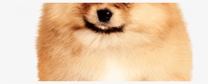 Pomeranian-pup430png - Baldivis Vet Hospital #1603312