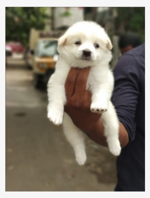 Cute Pomeranian Puppies For Sale - Chennai #1603405
