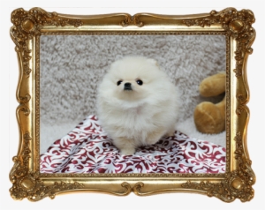 She Has Triple Coat Factor And Is Very Short And Cobby - Wheat Free - Gluten Free: Cooking Italian And More #1603458