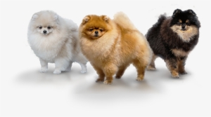 Image Is Not Available - German Spitz Klein #1603501