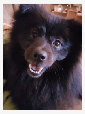 Photo Of Pepsi** Must Go With Another Active Dog - Companion Dog #1603556