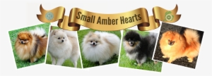 Website Logo - Pomeranian #1603575