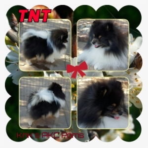 Meet The Our Newest Chocolate Tri Parti Color *bailey* - Companion Dog #1603581