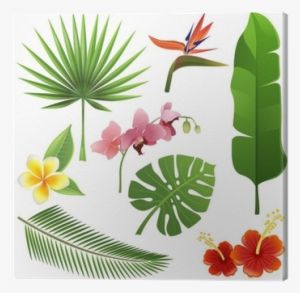 Tropical Plants #1604489