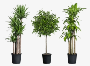 Home Depot Have House Plants #1604831