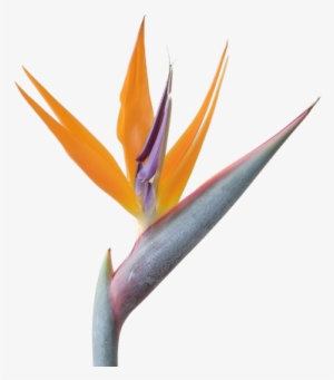 Contact Us - Bird Of Paradise Png #1604933