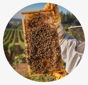 Buying Your First Langstroth - Honeybee #1606200