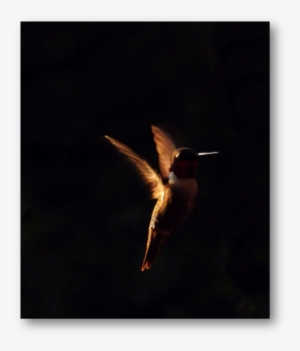 Hummingbird Orange In Dark Patti Black Unsplash - Unsplash #1607343
