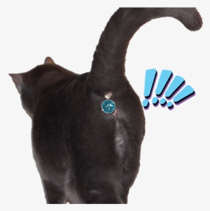 This Cats Butthole Has Been Spotted By Enemy Soldiers - Cat Butt Jewel #1607527
