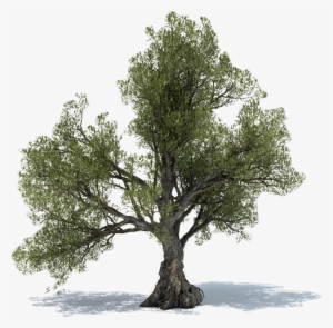 Olive Tree Power Christchurch - Olive Tree Png Free #1608090