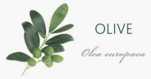 Olive Tree Meaning #1608228