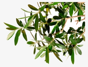 Go To Image - Olive Tree Branch Png #1608290