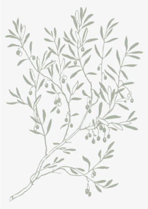 How To Set Use Olive Branch Shaded Clipart #1608412