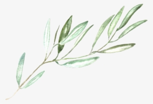 Olive Branch Wedding Invitations #1608495