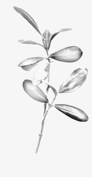 Olive Branch - Portable Network Graphics #1608608