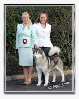 Norwegian Elkhound #1609926